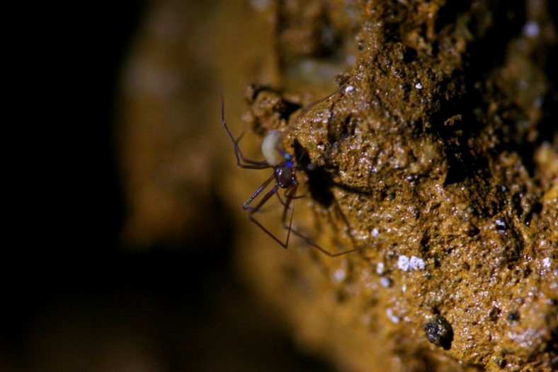 Leptoneta sp. (Leptonetidae) ragni cavernicoli